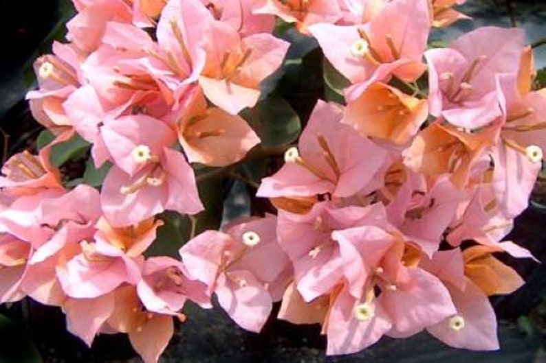 K&ouml;nnte beinhalten: Eine Ansammlung von rosa Bougainvillea-Bl&uuml;ten mit zarten Bl&uuml;tenbl&auml;ttern und gelben Zentren. Die Bl&uuml;ten sind in einem dichten B&uuml;schel angeordnet und bilden ein lebendiges und farbenfrohes Schauspiel.