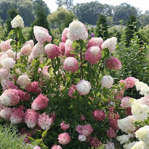 ZINFIN DOLL~~Hydrangea Starter Plant~~White, Pink, & Red Blooms All At Once! ~~See All Pictures!