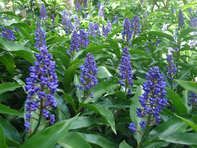 SAPPHIRE BLUE GINGERGorgeous Dichorisandra ThyrsifloraSmall Rooted Starter Plant image 9