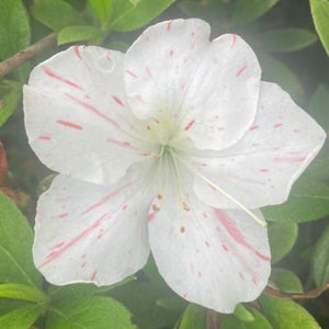 IveryanaAzalea Rhododendron Starter PlantBeautiful Multi Color Blooms All At Once image 5