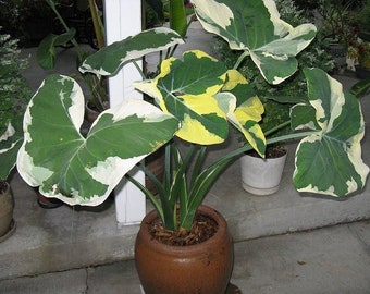 Mickey Mouse xanthosoma albo marginata variegated alocasia Elephant Ear-SMALL Rooted STARTER Plant~Extremely Rare!