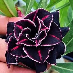 May include: Close-up of a dark flower with layered petals. The petals are a deep black with vibrant pink stripes and white edges. Green leaves are visible in the background.