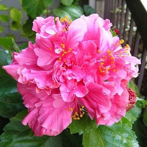 Pride of Hankins Pink*** Well Rooted Hardy Hibiscus Starter Plant***Triple Pink Bloom!!!
