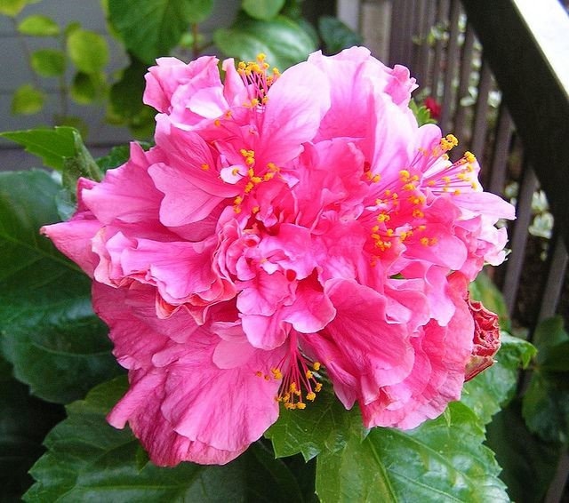 Pride of Hankins Pink*** Well Rooted Hardy Hibiscus Starter Plant***Triple Pink Bloom!!!