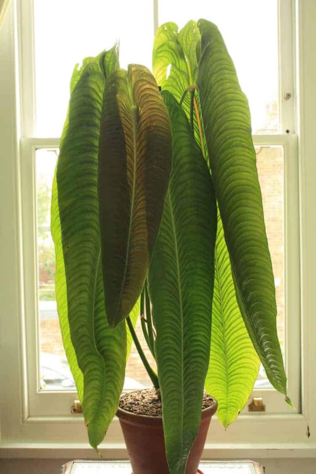 king-veitchii-anthurium-veitchii-live-well-rooted-starter-plant-etsy