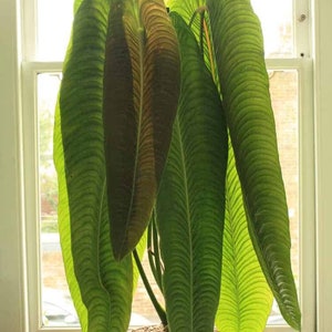 May include: A large green houseplant with long, narrow leaves in a terracotta pot. The plant is in front of a window with white trim.