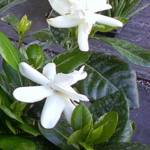 DOUBLE Tahitian Gardenia Taitensis Jasminoides PlantIntensely Fragrant FlowerLarge Shiny Green Leaves with Unique Star Double Blooms image 8
