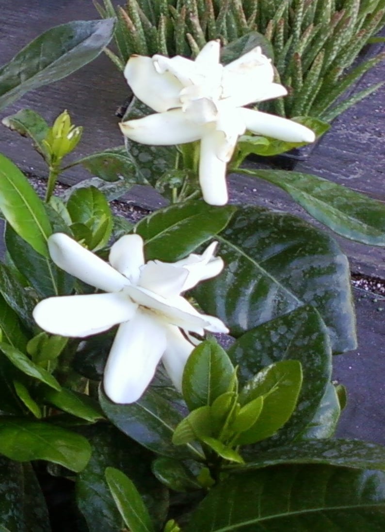 DOUBLE Tahitian Gardenia Taitensis Jasminoides PlantIntensely Fragrant FlowerLarge Shiny Green Leaves with Unique Star Double Blooms image 8