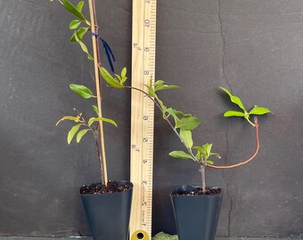 MARGARITA CAROLINA Jessamine~yellow Jasmine~gelsemium Sempervirens