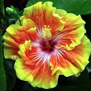 Tahitian Sunset Splendor**Small Rooted Tropical Hibiscus Starter Plant**Ships Bare Root***Very Rare!