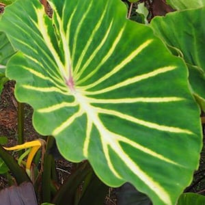 Pharaoh’s Dream- Colocasia esculenta- Elephant Ear - SMALL ROOTED STARTER Plant-Beautiful