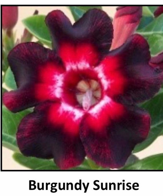 Desert Rose ‘Burgundy Sunrise’ (Adenium hybrid)