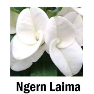 NGERN LAIMA**Crown Of Thorns-Euphorbia Milii*Christ Plant**Very Small Well Rooted Starter Plant*2-6 Inches Tall**Extremely Rare Variety