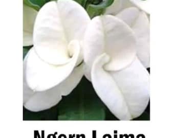 NGERN LAIMA**Crown Of Thorns-Euphorbia Milii*Christ Plant**Very Small Well Rooted Starter Plant*2-6 Inches Tall**Extremely Rare Variety