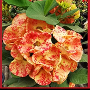 May include: A flowering Euphorbia milii plant featuring clusters of vibrant orange and yellow petals with distinct red speckles and splashes. The plant has broad green leaves and the text Super Orange is printed at the bottom.