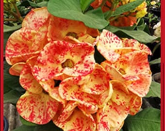 Super Orange Crown Of Thorns Euphorbia Milii Christ Plant-Very Small Well Rooted Starter Plant 2-6 Inches Tall Extremely Rare Variety