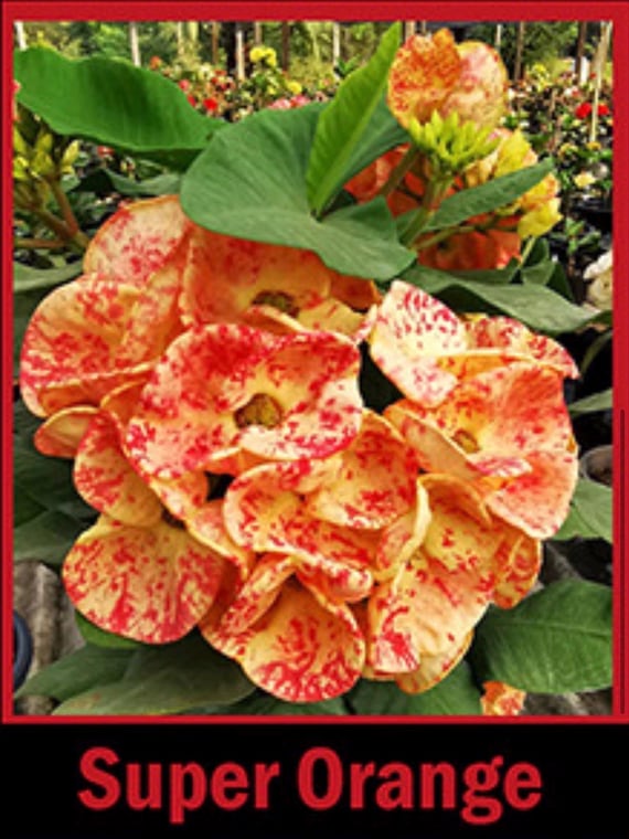Super Orange Crown Of Thorns Euphorbia Milii Christ Plant-Very Small Well Rooted Starter Plant 2-6 Inches Tall Extremely Rare Variety
