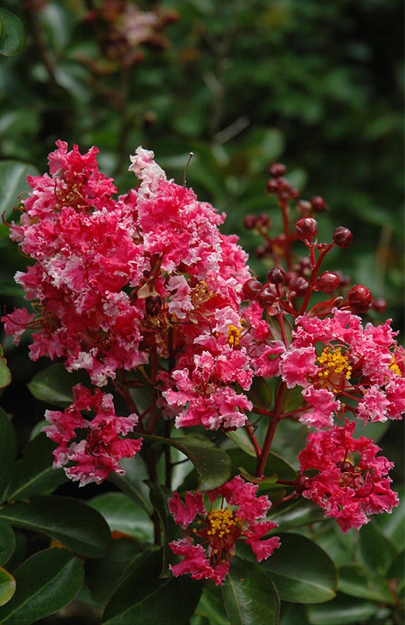 Myrtles Raspberry Raspberry Sunday~~crepe Crape Myrtle Starter Lagerstroemia Small Well ...
