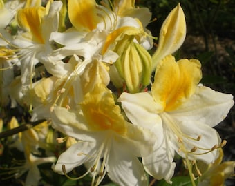 Northern Hi Lights~~Deciduous Azalea Rhododendron~~Well Rooted Starter Plant~~Please Read All Info & See All Pics!May be Dormant!