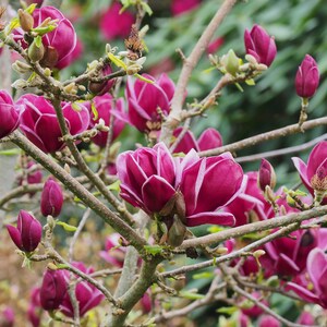 May include: Close-up of a flowering magnolia tree branch. The blossoms are a deep burgundy color with white stripes, and some are still in bud. The branches are a light brown, and the background is a soft green.