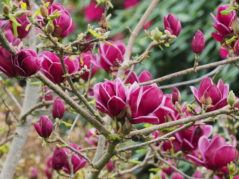 May include: Close-up of a flowering magnolia tree branch. The blossoms are a deep burgundy color with white stripes, and some are still in bud. The branches are a light brown, and the background is a soft green.