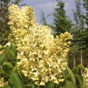 Primrose Lilac ~Syringa vulgaris ~ Small Well Rooted STARTER Plant~4-8 inches tall