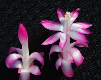 Proud Mary~~Christmas Cactus Well Rooted Starter Plant~~ Schlumbergera Truncata