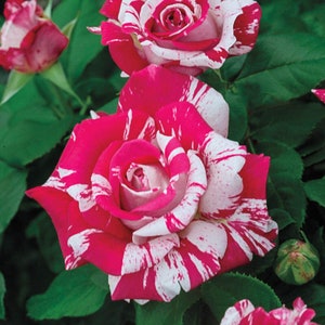 NEIL DIAMOND~~Fully Grown Blooming Size Rose Bush Plant~