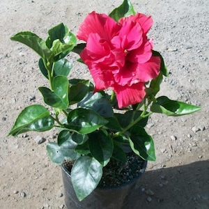 Diamond Head Hibiscus-SMALL ROOTED STARTER Plant-Double blooming Hibiscus Rosa-sinensis