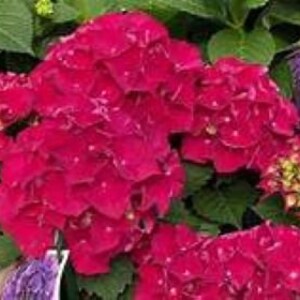 WEE BIT GRUMPY~~Hydrangea Starter Plant~~Deep Violet to Ruby Red~~~Bloom Color Depends on Soil Chemistry~~See All Pictures