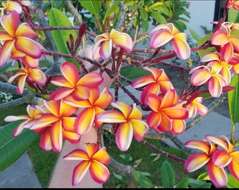 Intense Rainbow Plumeria Frangipani-Rooted & Grafted  Plant Ships bare root and leaves removed!