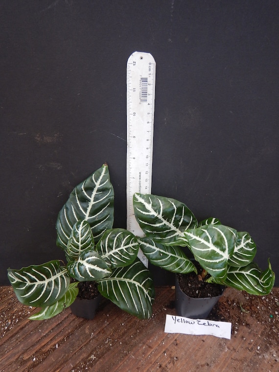 Snow White Zebra Aphelandra Squarrosa Dania Plant~well Rooted