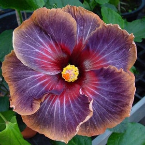 BLACK RAINBOWSMALL Rooted Tropical Hibiscus Starter PlantShips Bare RootVery Rare image 10