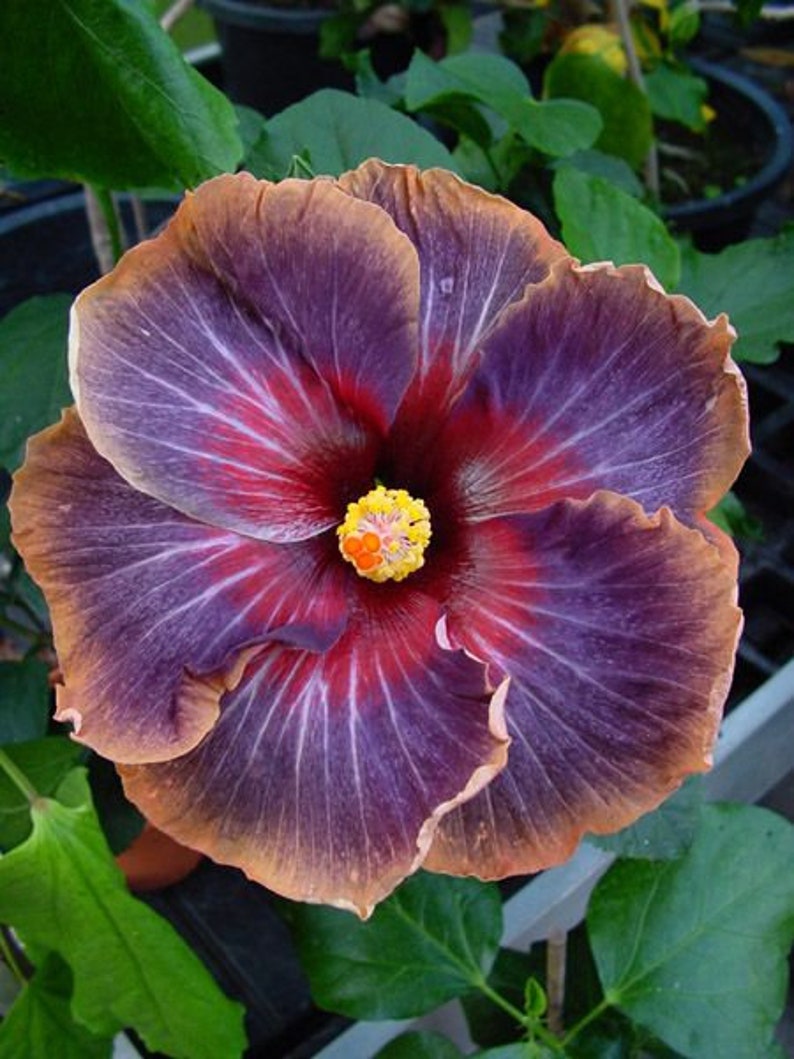 BLACK RAINBOWSMALL Rooted Tropical Hibiscus Starter PlantShips Bare RootVery Rare image 10