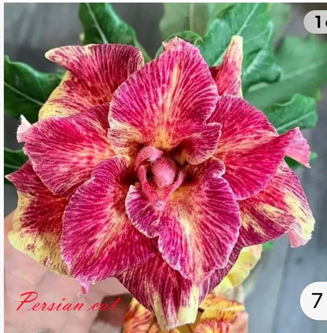 Persian Cat Desert Rose Adenium Obesum SMALL Rooted Seedling Plant