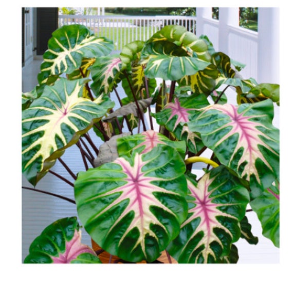 Waikiki Elephant Ear - Colocasia Esculenta - Live STARTER Plant~~the Royal  Hawaiian Collection~~very Hard to Find! - Etsy
