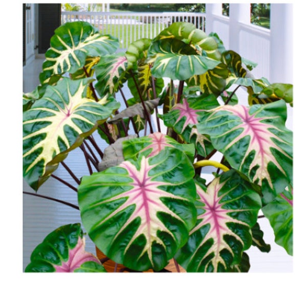 Waikiki Elephant Ear - Colocasia esculenta - Live STARTER Plant~~The Royal Hawaiian Collection~~Very Hard to Find!