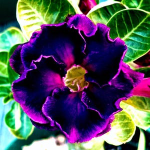 Midnight Magic~ Desert Rose Adenium Obesum SMALL Rooted Seedling Plant ~ 4 to 8 Inches Tall