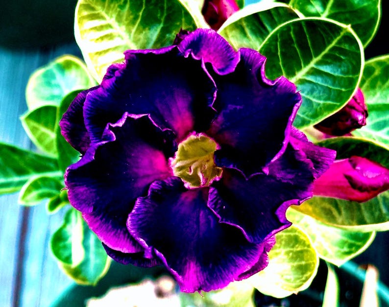 May include: A close-up of a vibrant flower with deep purple petals edged in bright pink. The flower's center is a soft yellow, surrounded by green leaves. The image is a close-up, highlighting the flower's intricate details.