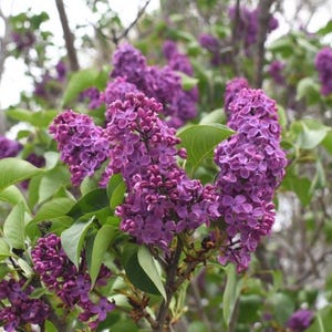 Congo Lilac ~Syringa vulgaris ~ Small Well Rooted STARTER Plant~4-8 inches tall