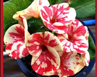 Alis Crown Of Thorns-Euphorbia Milii Christ Plant-Very Small Well Rooted Starter Plant-2-4 Inches Tall-Extremely Rare Variety