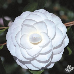 MISS BILOXI**Unique Pure White Blooms**Camellia Japonica-Live Starter Plant