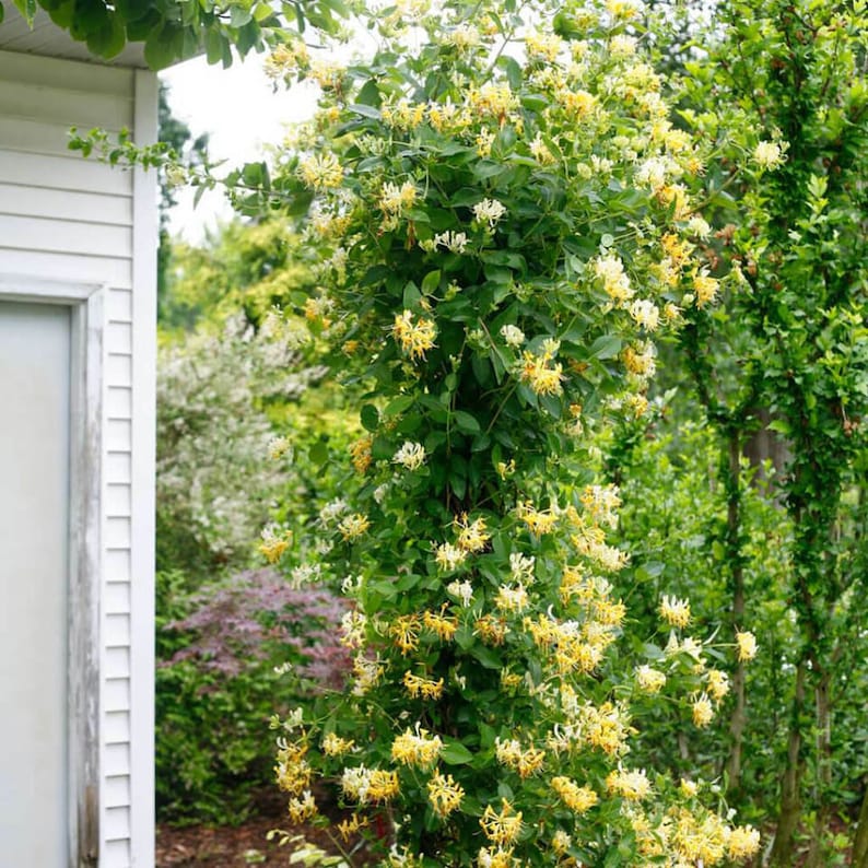 HopesTropicalFlowers Scentsation Honeysuckle Vine