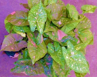 PINK SPLASH SYNGONIUM~~Small Rooted Starter Plant**Arrowhead**Pink Splashed Leaves~~Very Rare!