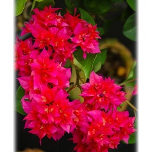 May include: A cluster of vibrant pink bougainvillea flowers in full bloom. The flowers are arranged in a dense, layered formation, creating a visually striking display.