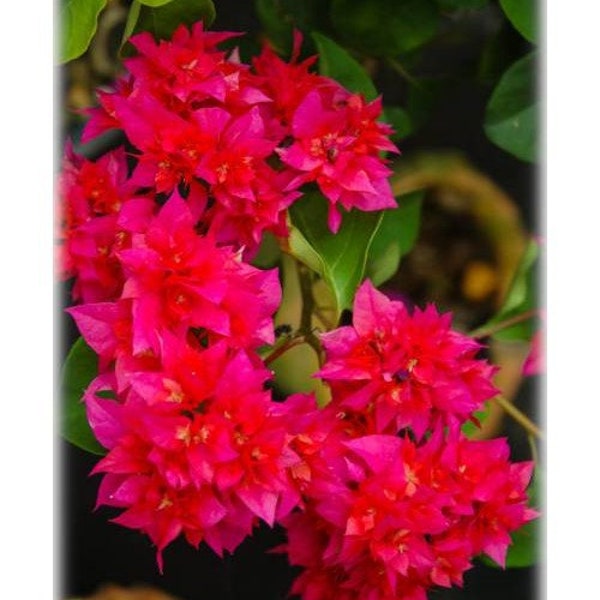 Double Red Bougainvillea Small Well Rooted Starter Plant**Live Bougainvillea starter/plug plant*usa seller