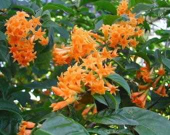 ORANGE ZEST**Flowering Jasmine Well Rooted Starter Plant - Cestrum Aurantiacum*Attracts Butterflies!