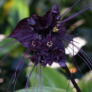 Black Bat Flower-Tacca chantrieri-aka Black Lily-SMALL ROOTED STARTER Plant