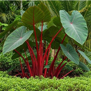burgundy princess philodendron for sale Philodendron 'Burgundy Princess' – Carnivero main image 0