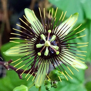 CORKY STEM~~Passion Flower Vine Live Plant Passiflora~~Butterfly Host Plant!